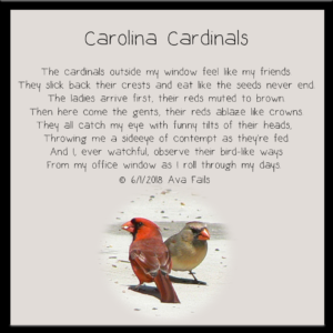 carolina cardinals by ava fails