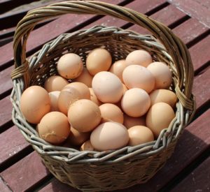 don't put all your eggs in one basket meaning